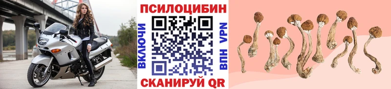 Купить закладки  Кстово  Галлюциногенные грибы Cubensis 